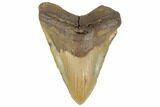 Huge, Fossil Megalodon Tooth - North Carolina #188214-1